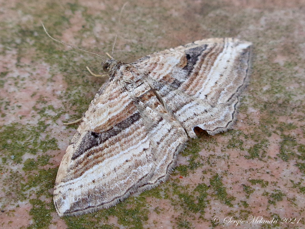 Costaconvexa polygrammata - Geometridae